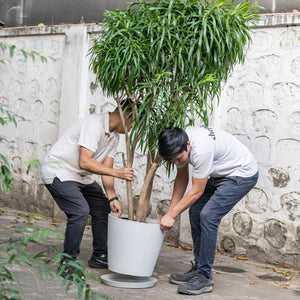 Dracaena Anita (XL) in Ecopots