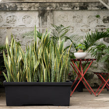 Load image into Gallery viewer, Yellow Snake Plant in Concrete Rectangular Pot
