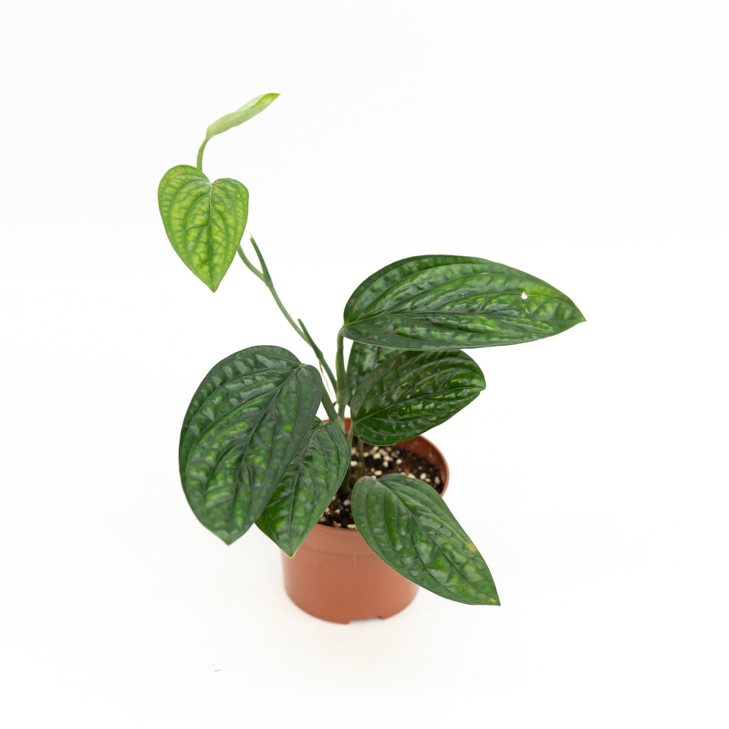 Monstera Peru (S) in Nursery Pot