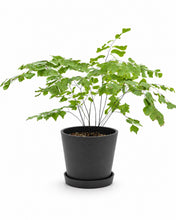 Load image into Gallery viewer, Maidenhair Fern (M) in Ecopots