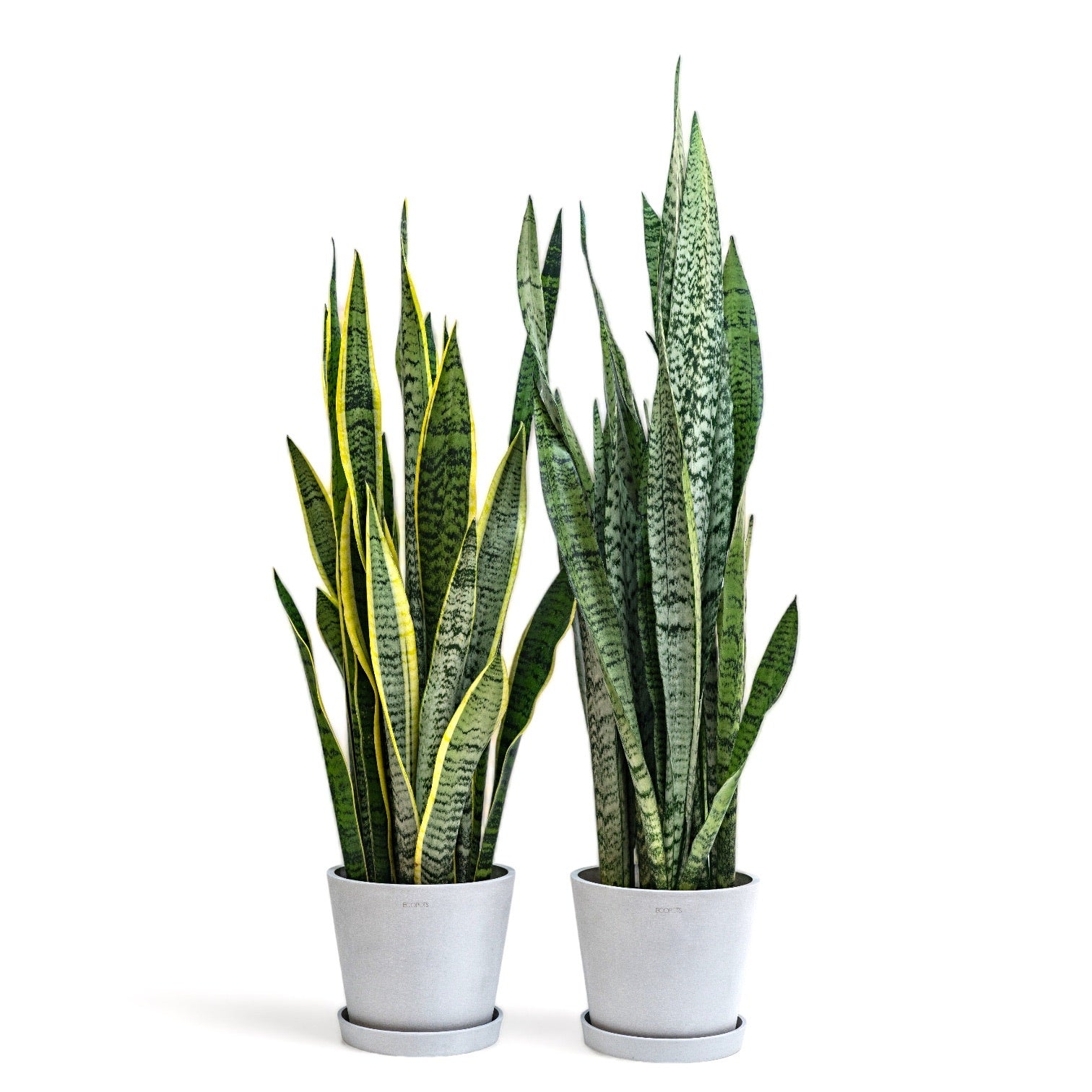 snake plant ph Green Snake Plant (L) in Ecopots