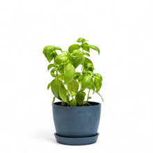 Load image into Gallery viewer, Basil Kitchen Set in Ecopots