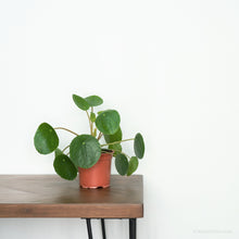 Load image into Gallery viewer, Pilea peperomioides (S) in Nursery Pot