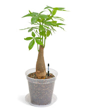 将图片加载到图库查看器，Bonsai Money Plant (M1) in Ecopots