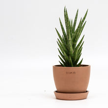 将图片加载到图库查看器，Sansevieria francisii (M) in Ecopots