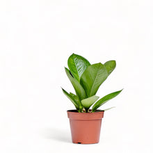 Load image into Gallery viewer, Anthurium Cardboard (S) in Nursery Pot