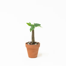 Load image into Gallery viewer, 2in1 Bonsai Money Plant (XXS) in Ecopots