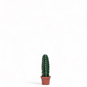 Peruvian Cactus (XS) in Nursery Pot