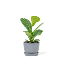 Load image into Gallery viewer, Fiddle Leaf Fig Tree (S) in Ecopots