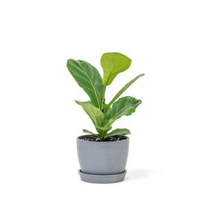 Fiddle Leaf Fig Tree (S) in Ecopots