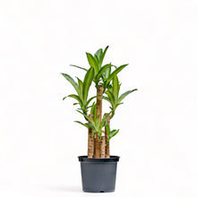 Load image into Gallery viewer, Fortune Plant (S) in Nursery Pot