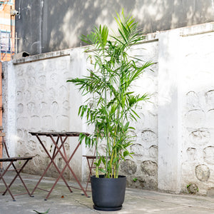 Bamboo Palm (L2) in Ecopots