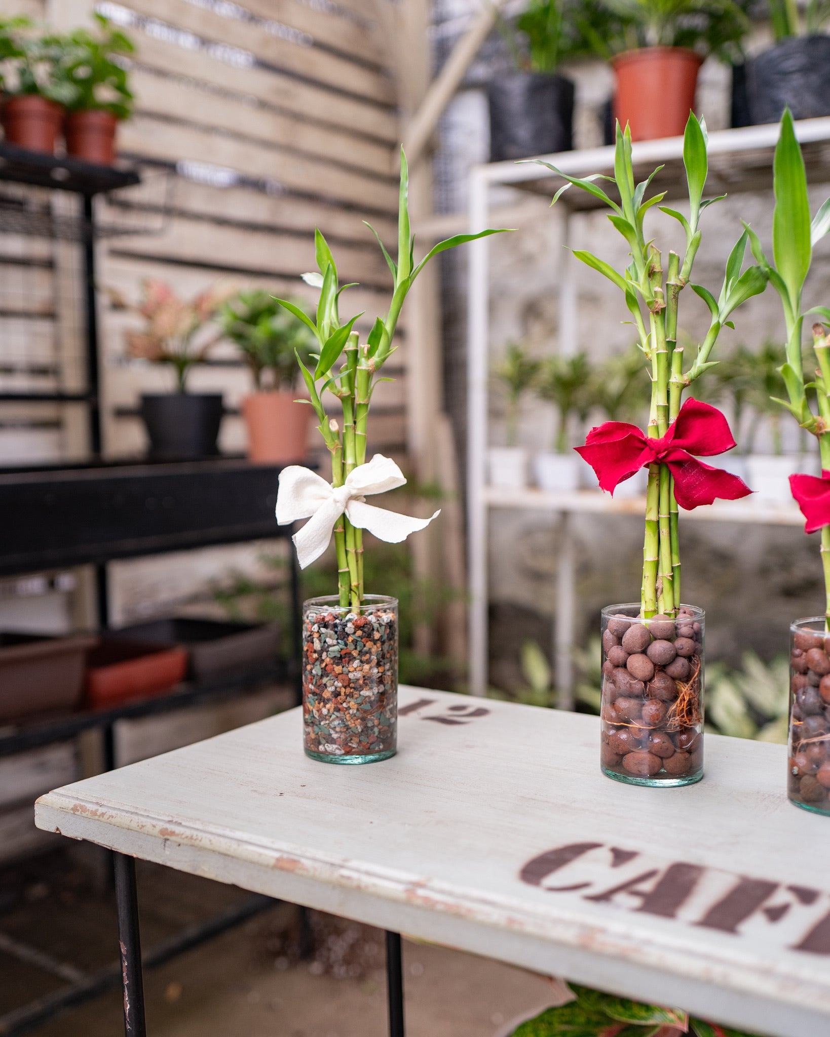 lucky bamboo plant price philippines Lucky Bamboo (S) Uprooted – Shopleaf Plant Studio