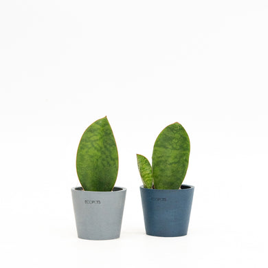 Whale Fin Sansevieria (XS) in Ecopots