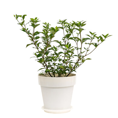 Gardenia in Shopleaf Color Pot