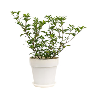 Gardenia in Shopleaf Color Pot