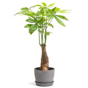 Bonsai Money Plant (M1) in Ecopots