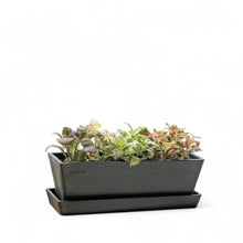 Load image into Gallery viewer, Fittonia Party in Ecopots