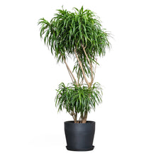 Load image into Gallery viewer, Dracaena Anita (XL) in Nursery Pot