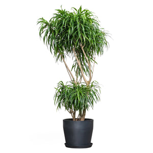 Dracaena Anita (XL) in Nursery Pot