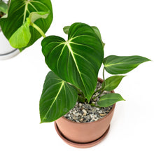 将图片加载到图库查看器，Philodendron gloriosum (M) in Nursery Pot