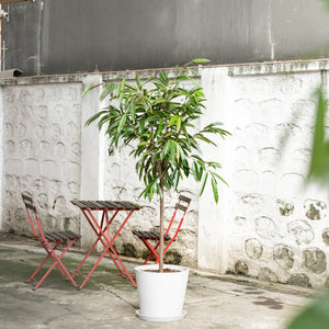 Ficus Alii (L) in Ecopots