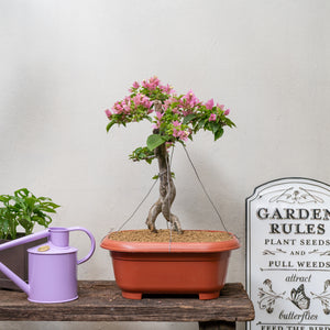 Bonsai Bougainvillea