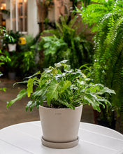 Load image into Gallery viewer, Variegated Philodendron Xanadu (S) in Ecopots