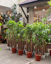 Load image into Gallery viewer, Ficus Alii (M) in Nursery Pot