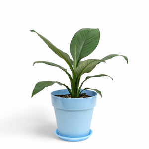 Sensation Plant (M) in Shopleaf Color Pot