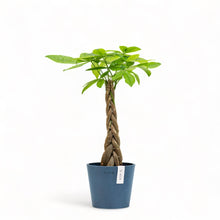 Load image into Gallery viewer, Braided Money Plant (S) in Ecopots