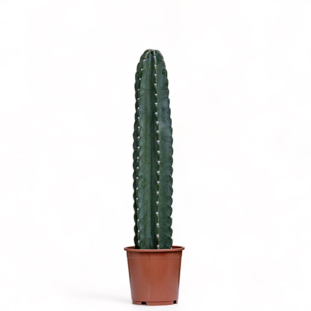 Peruvian Cactus (M) in Nursery Pot