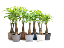 将图片加载到图库查看器，Bonsai Money Plant (M1) in Ecopots