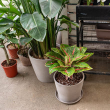 Load image into Gallery viewer, Aglaonema Boxer in Nursery Pot