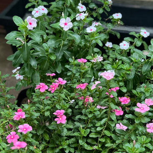 Periwinkle in Clear Pot