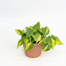 将图片加载到图库查看器，Philodendron Brasil (S) in Ecopots