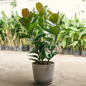 3in1 Ficus Sofia (L) in Nursery Pot