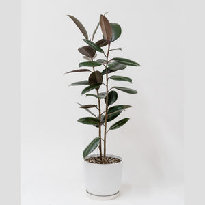 2in1 Burgundy Rubber Tree (M)