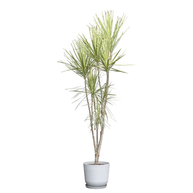 Dracaena Marginata (L) ‘White’ in Nursery Pot