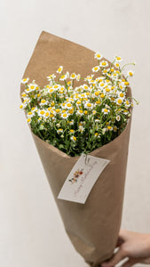 Chamomile Bouquet