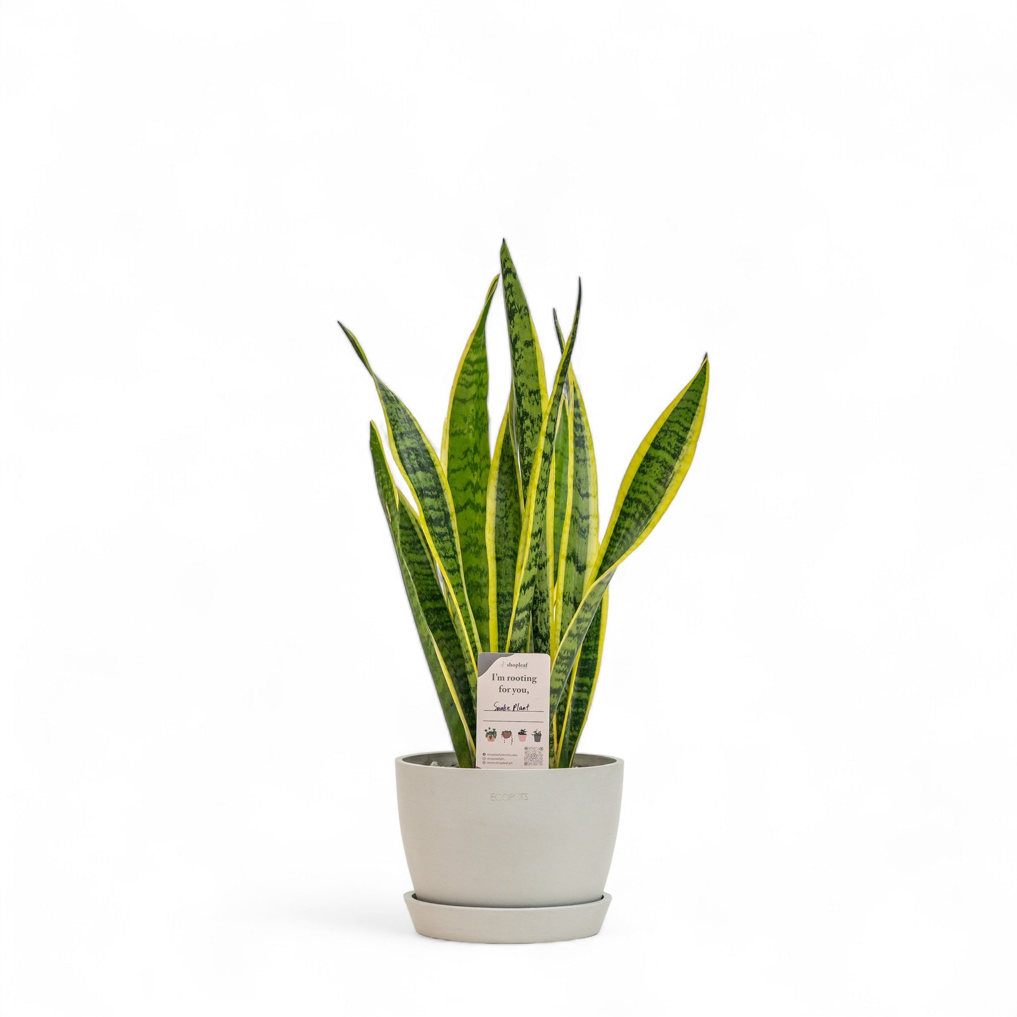 ph for snake plant Yellow Snake Plant (S) in Ecopots – Shopleaf Plant Studio
