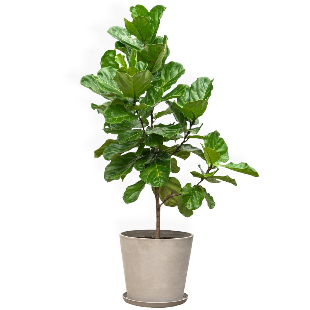 Fiddle Leaf Fig Tree (XL) in Ecopots