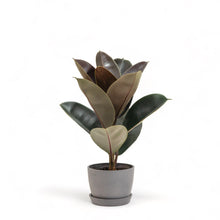 Load image into Gallery viewer, Burgundy Rubber Tree (S1) in Ecopots