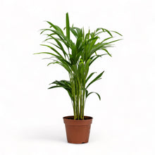 Load image into Gallery viewer, Butterfly Palm (XS) in Nursery Pot