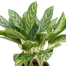 Load image into Gallery viewer, Aglaonema Moonlight Bay (M) in Ecopots