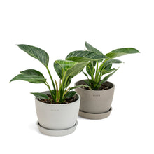 将图片加载到图库查看器，Philodendron Birkin (S) in Ecopots