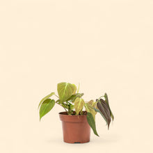 将图片加载到图库查看器，Philodendron micans (S) in Ecopots