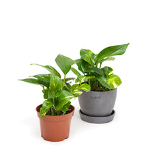 Load image into Gallery viewer, Golden Pothos (S) in Ecopots