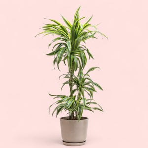 Dracaena Lemon Lime (L) in Ecopots