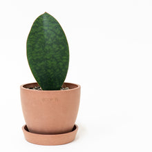 Load image into Gallery viewer, Whale Fin Sansevieria (S) in Ecopots